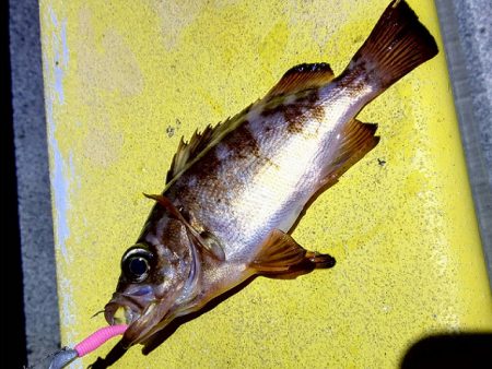 大井川港ではカマス、焼津港ではメバルなど